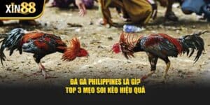 đá gà philippines 1