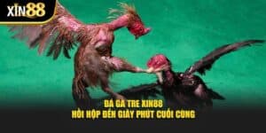 Đá gà tre 1