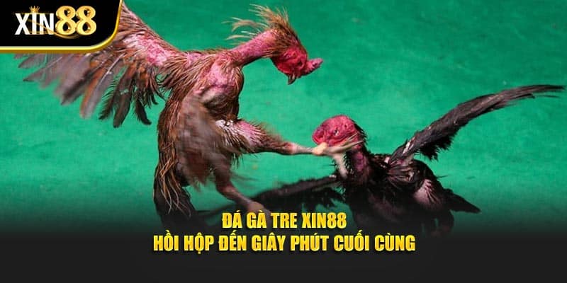 Đá gà tre 1