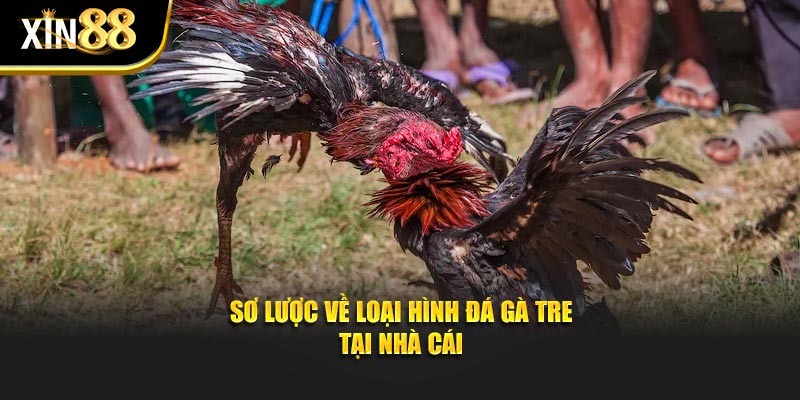 đá gà tre 2