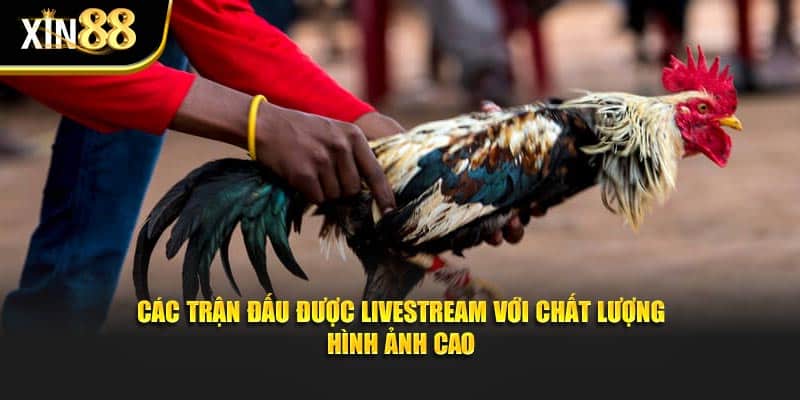 đá gà tre 3