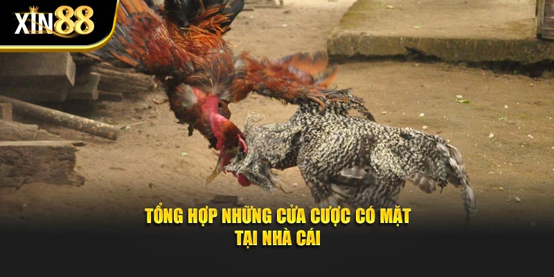 đá gà tre 4