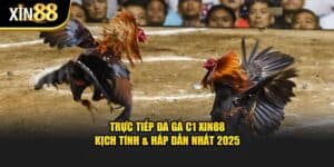 trực tiếp đá gà c1 1